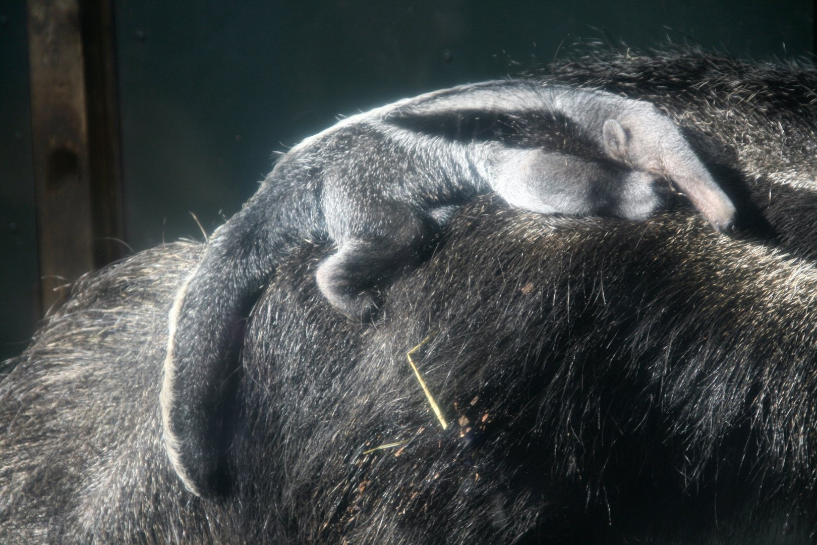 Baby giant anteater