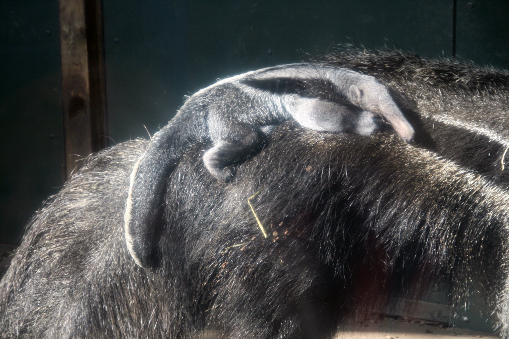 Baby giant anteater