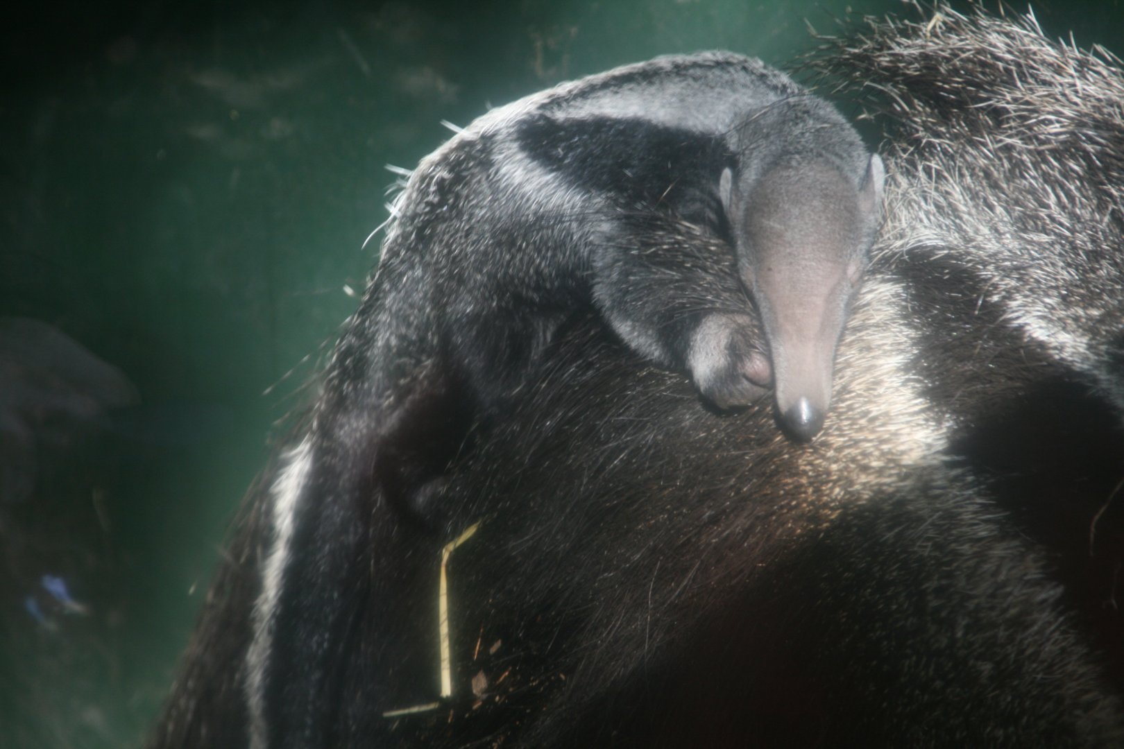 Baby giant anteater