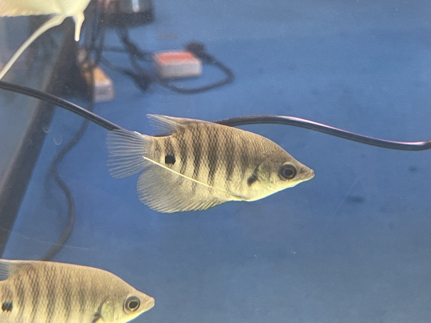 baby giant red gourami (osphronemus septemfasciatus)