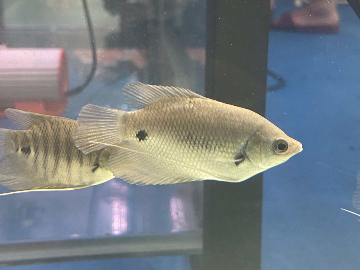 baby giant redtail gourami (osphronemus laticlavius)