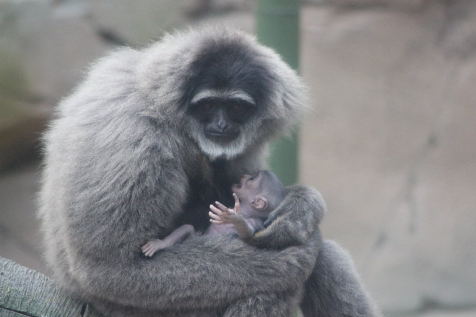 Baby Gibbon With Mother