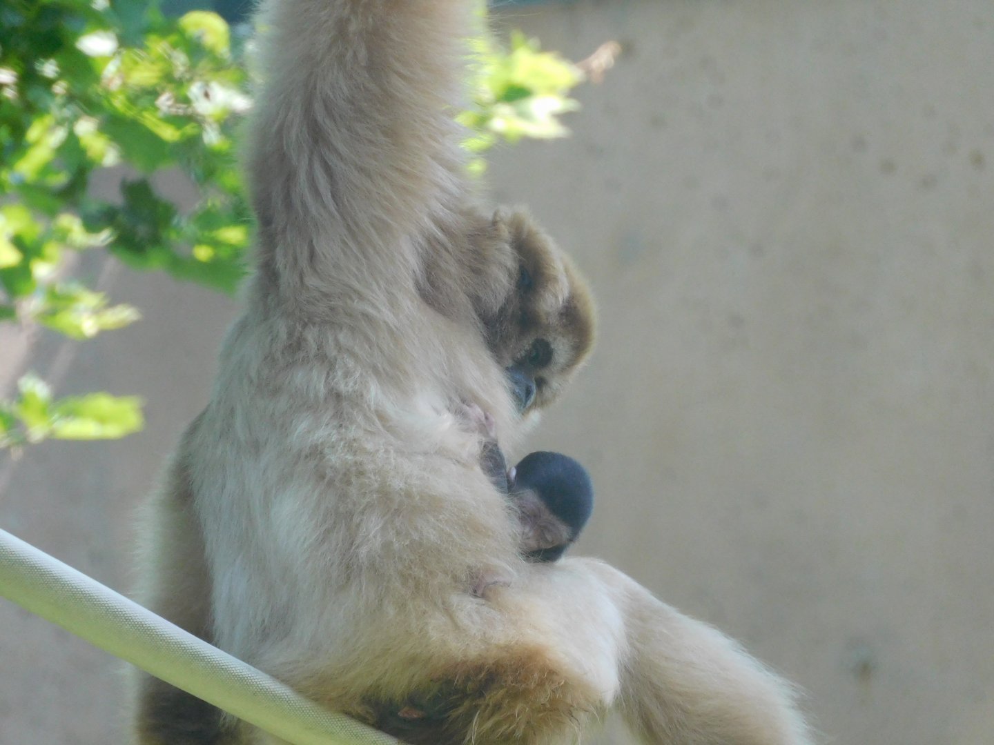 Baby gibbon