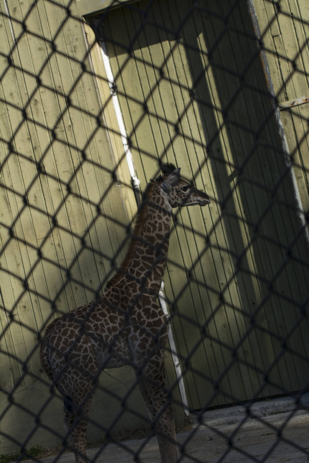 Baby Giraffe 02