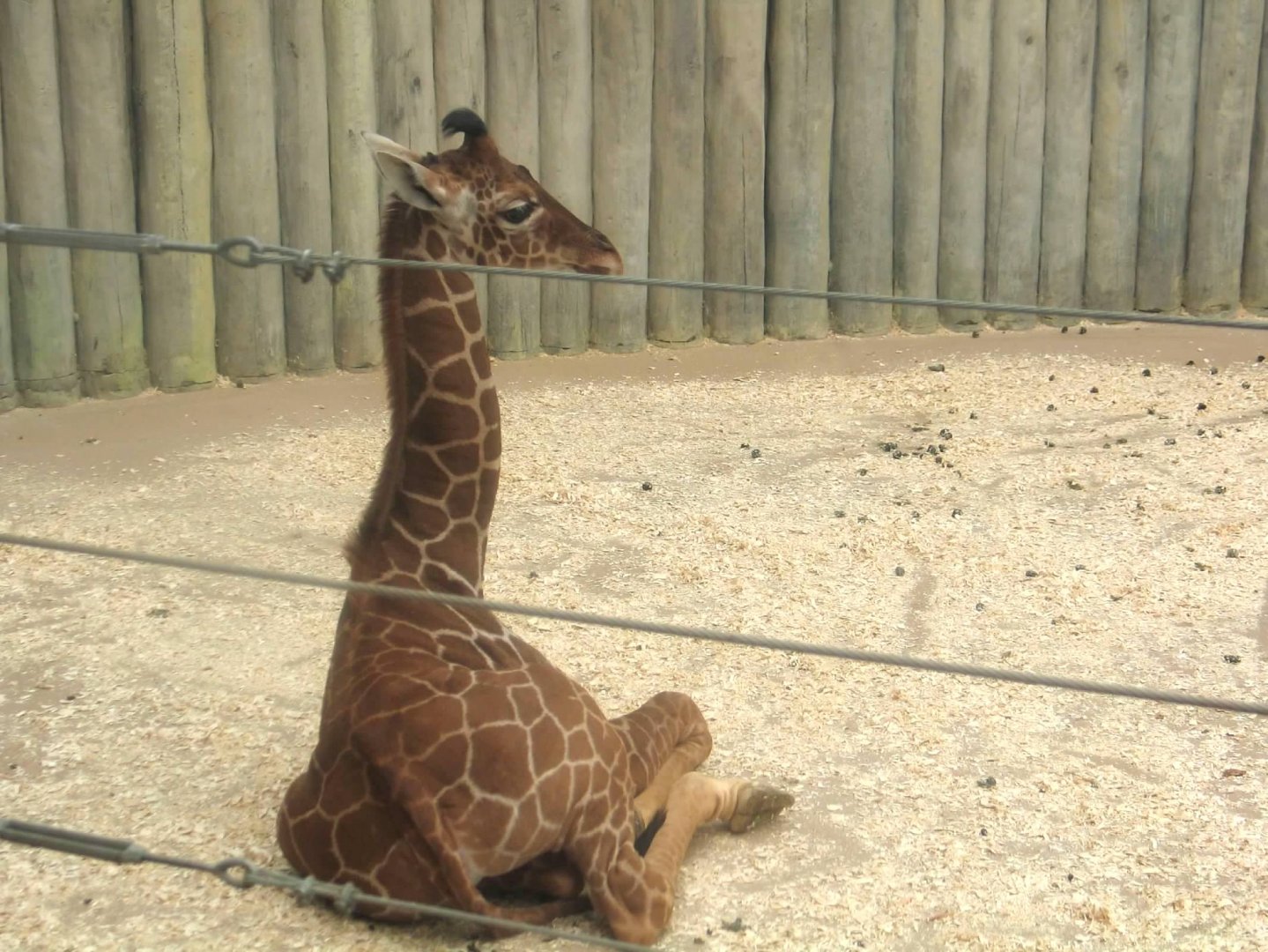 Baby Giraffe (Arnieta?)