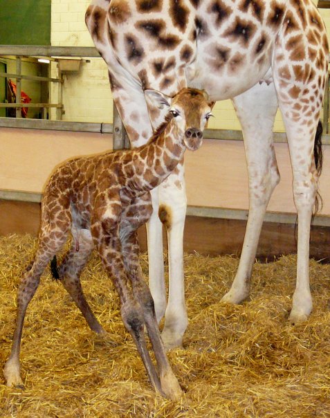 Baby Giraffe at Paignton
