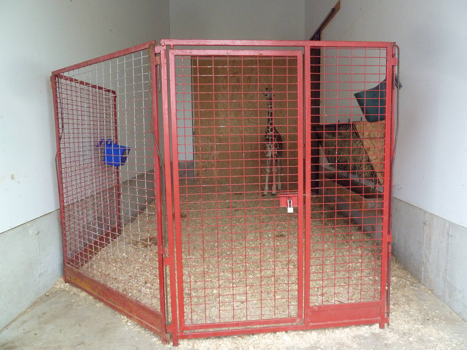 Baby Giraffe Exhibit