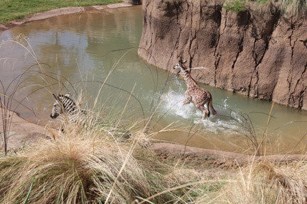baby giraffe splashing