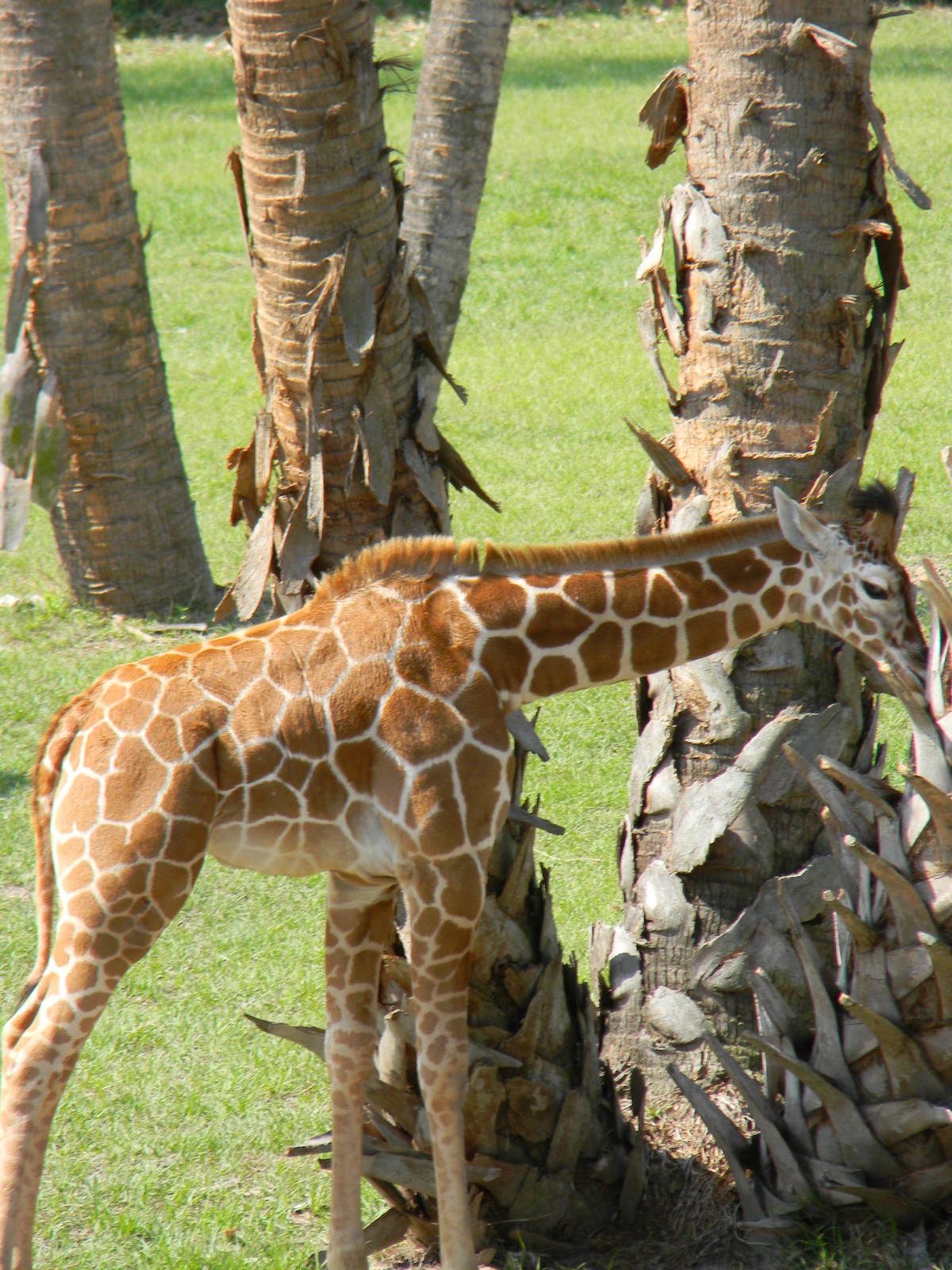 Baby Giraffe