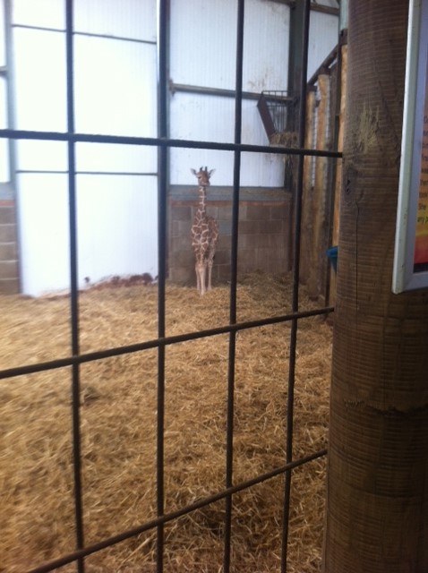 baby giraffe