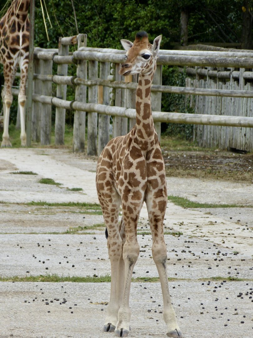 Baby giraffe
