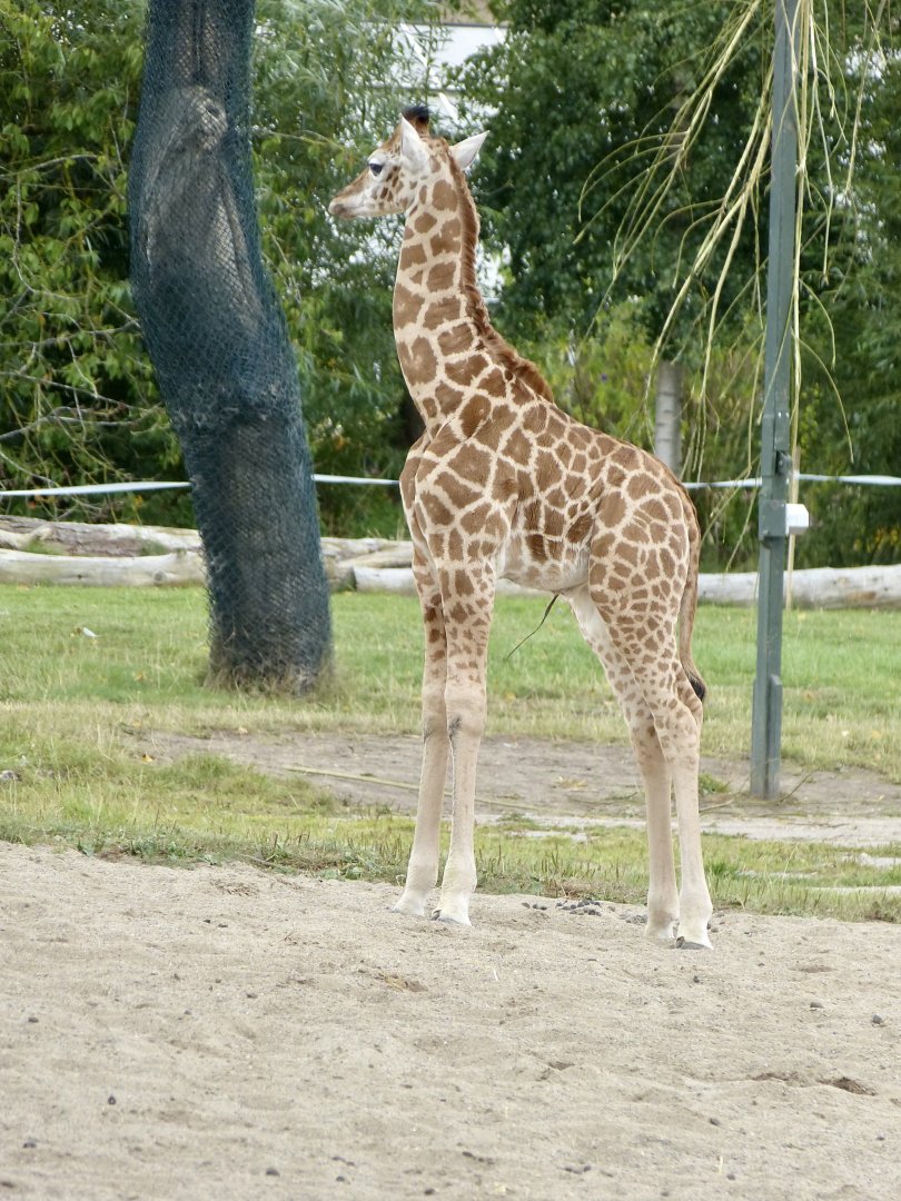 Baby giraffe