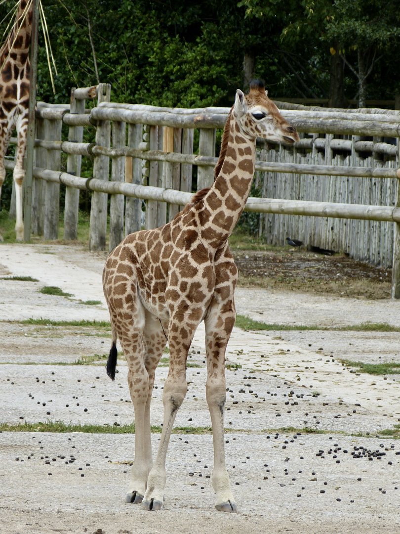 Baby giraffe