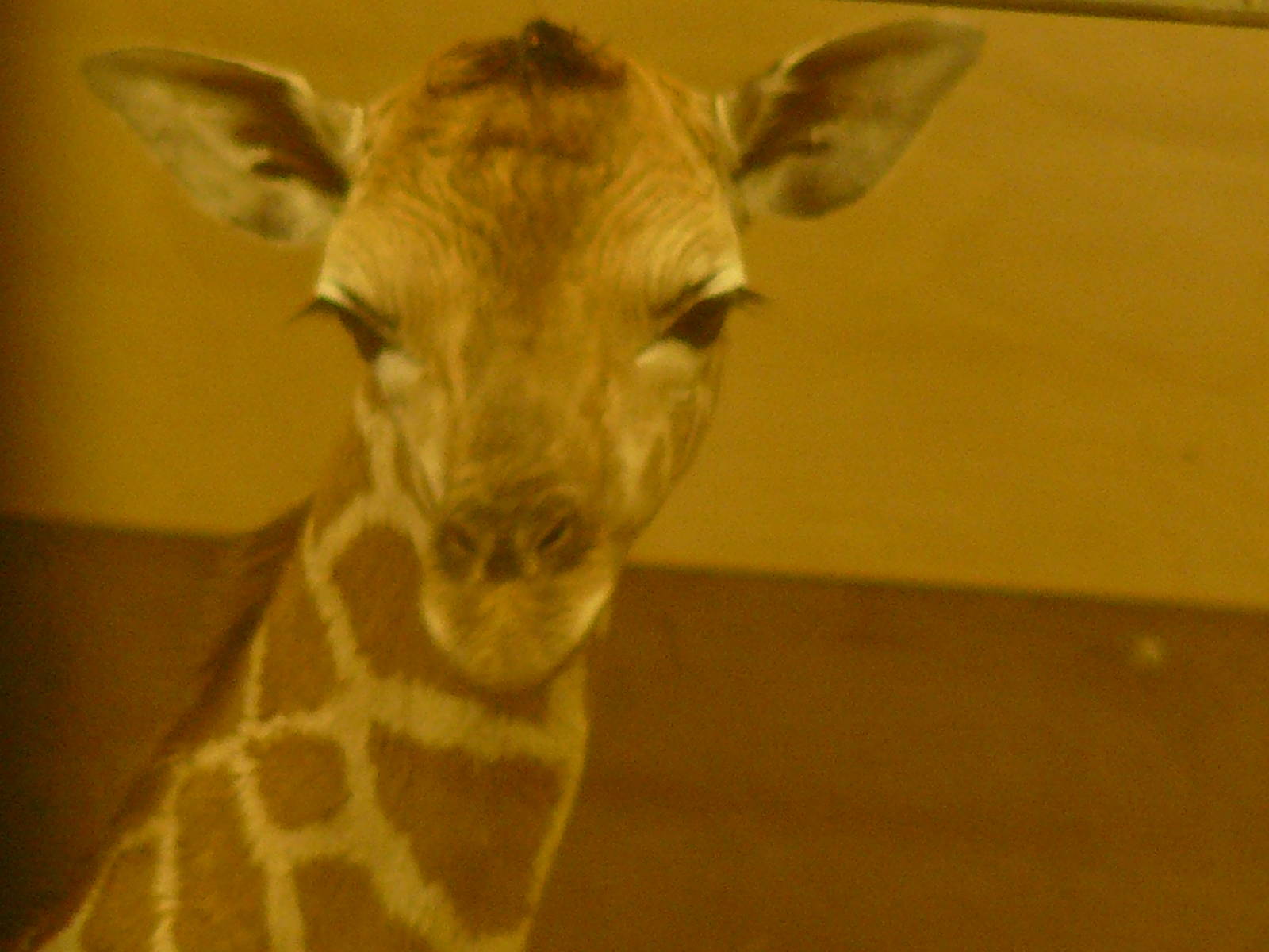 Baby Giraffe