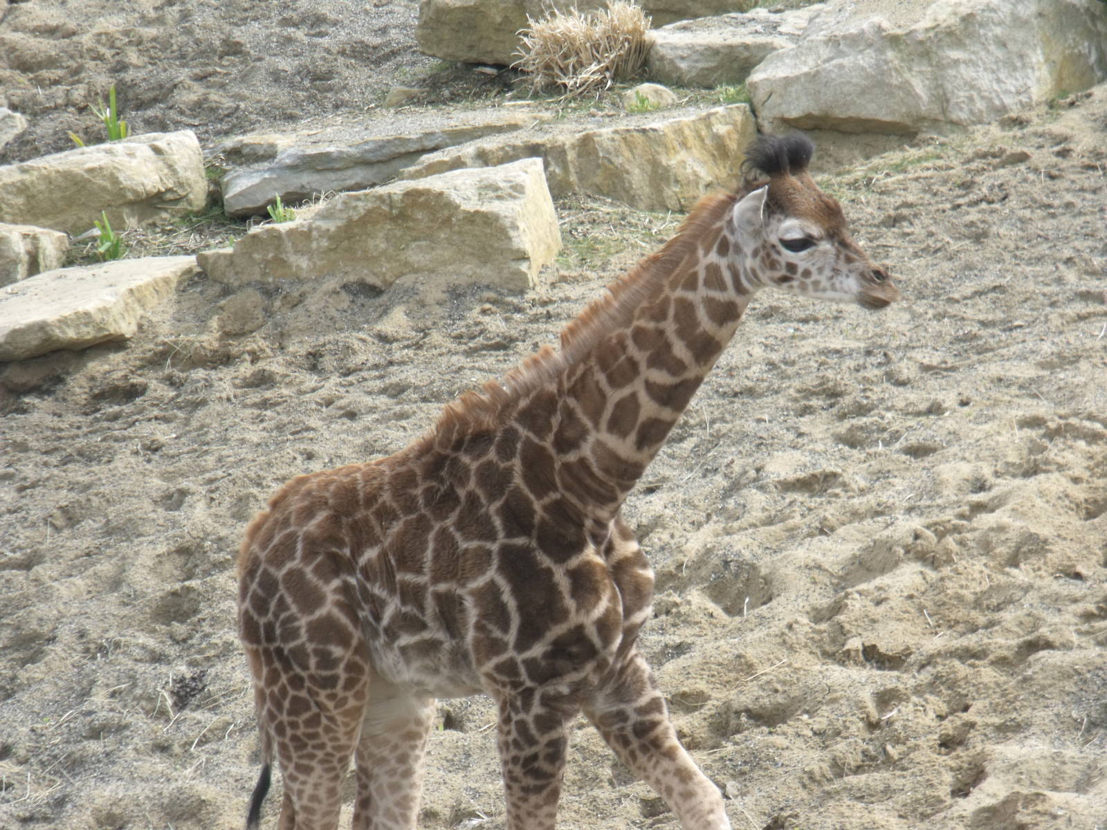 Baby giraffe