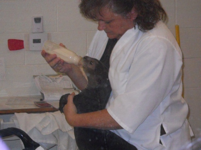 Baby girl giant otter pup feeding October 23 2011