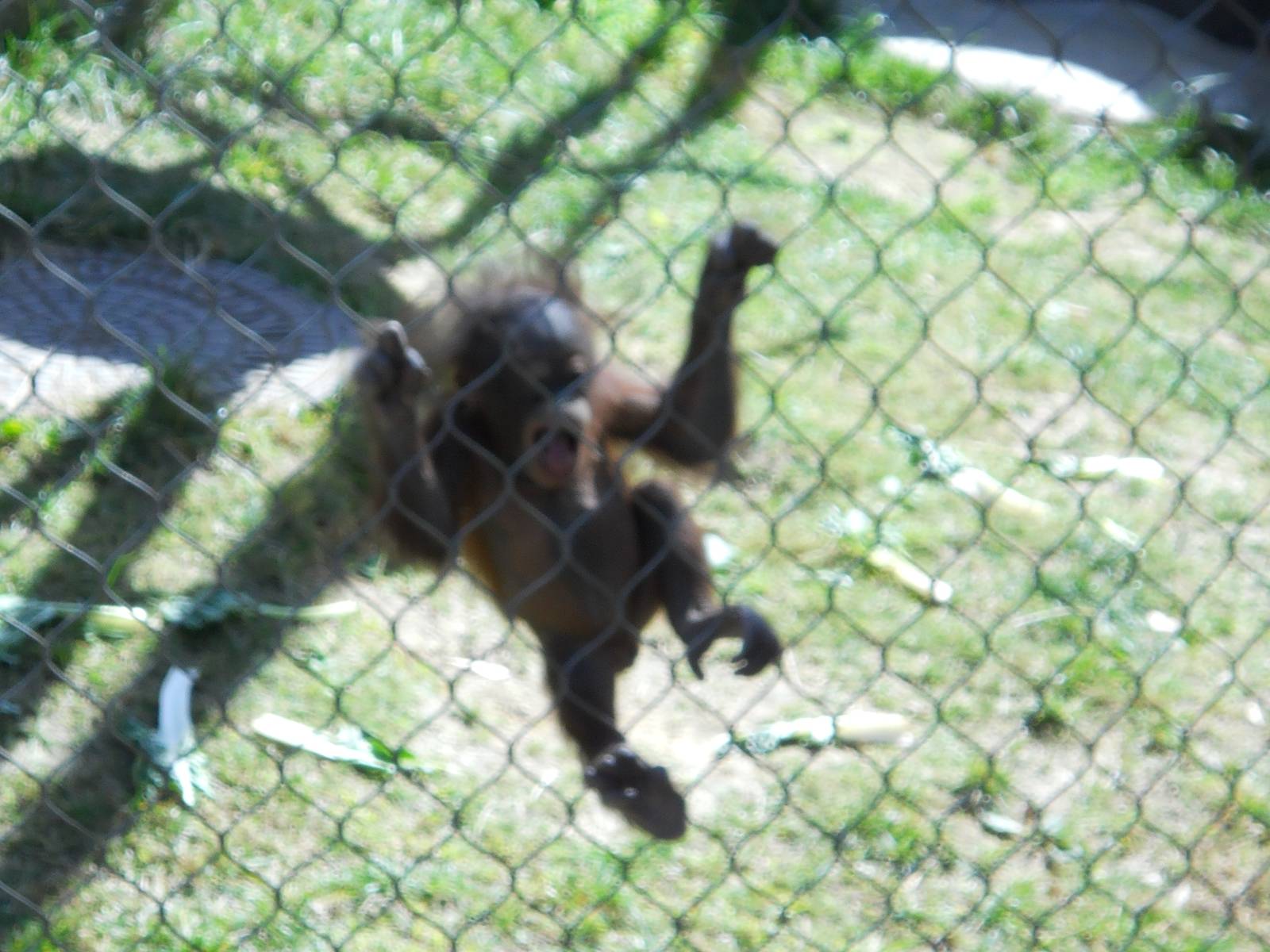 Baby girl orangutan March 2012
