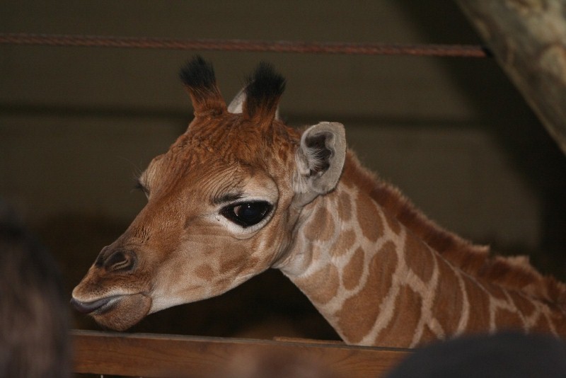 baby Girraffe Mar - May 2010