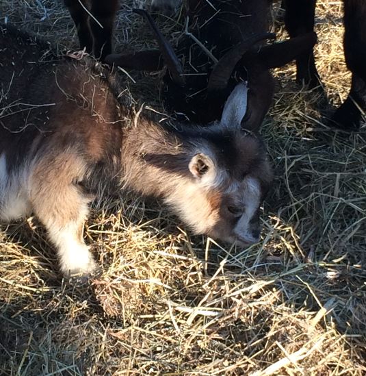 Baby Goat (Capra aegagrus hircus) 17-11-2018