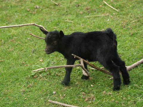 baby goat