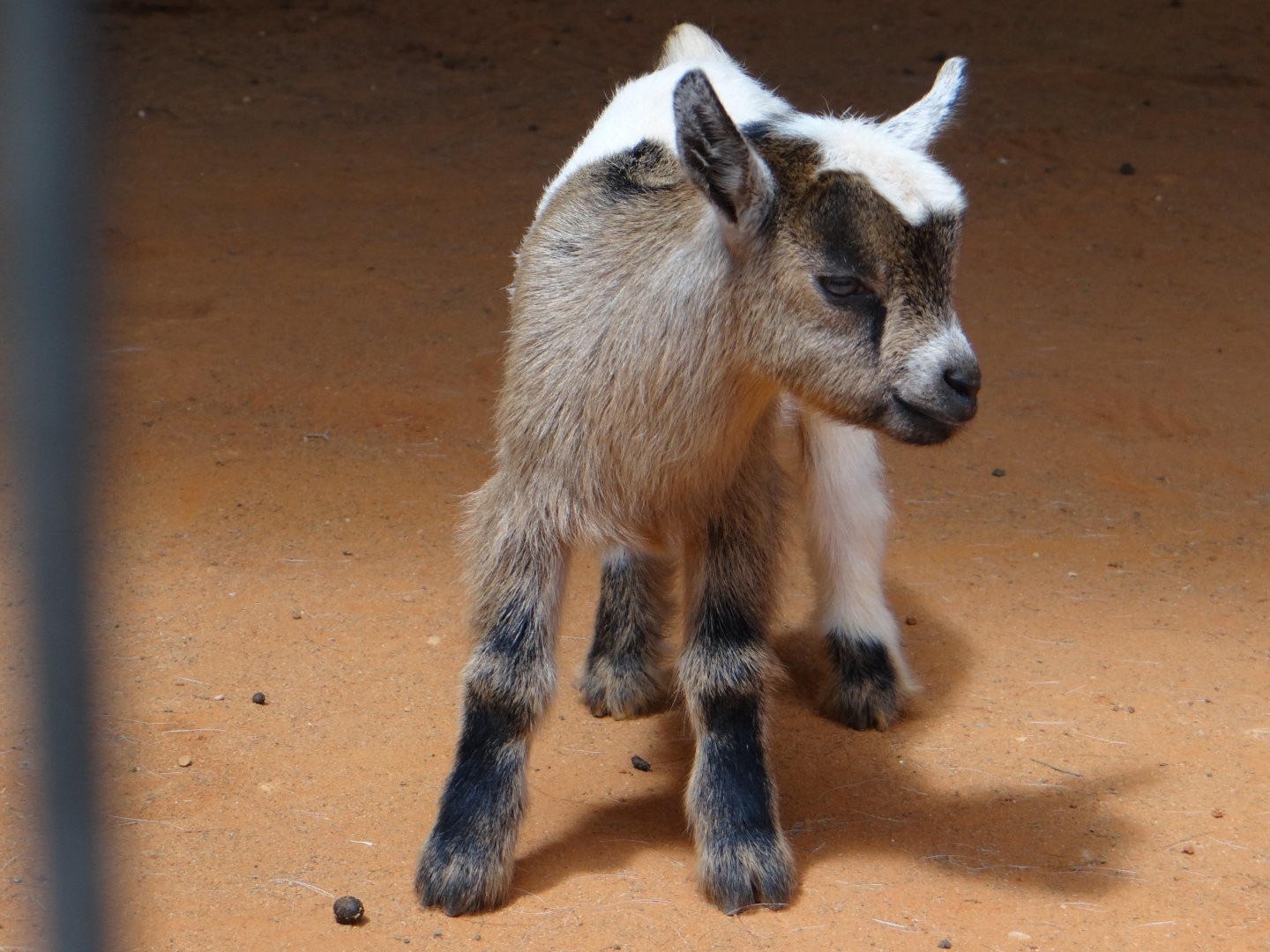 Baby goat