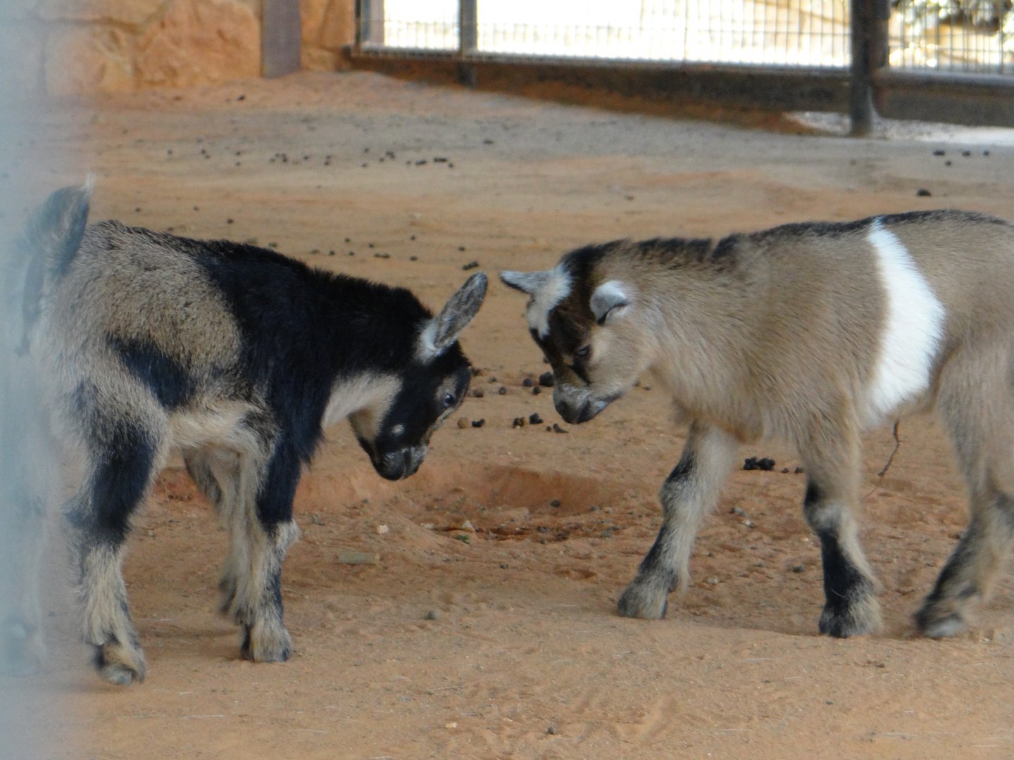 Baby goats