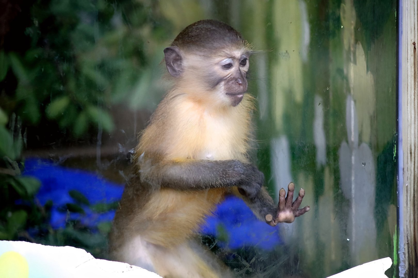 Baby Golden-bellied Mangabey (Cercocebus chrysogaster)