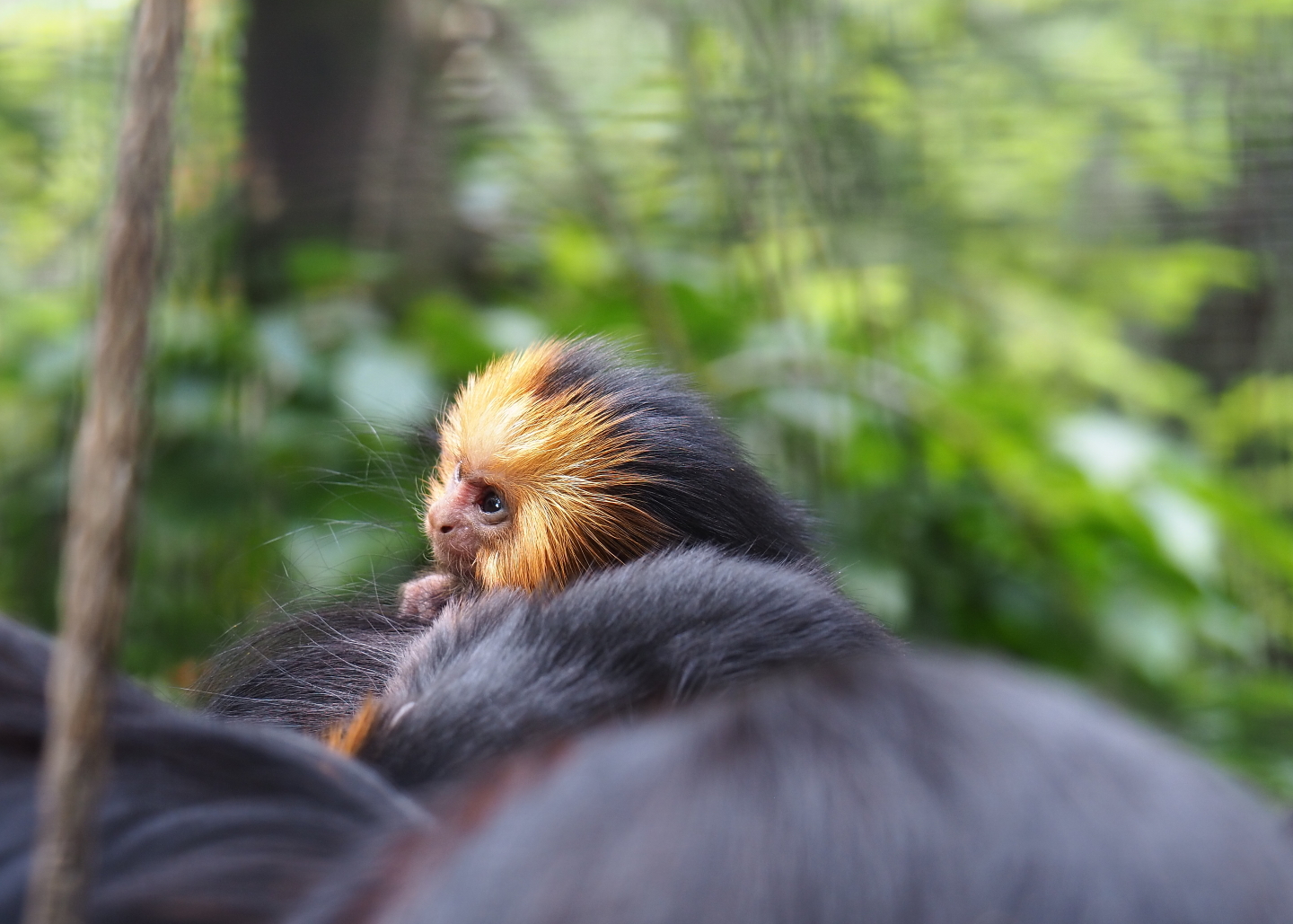 Baby Golden-headed lion tamarin (Leontopithecus chrysomelas), 2019-05-25