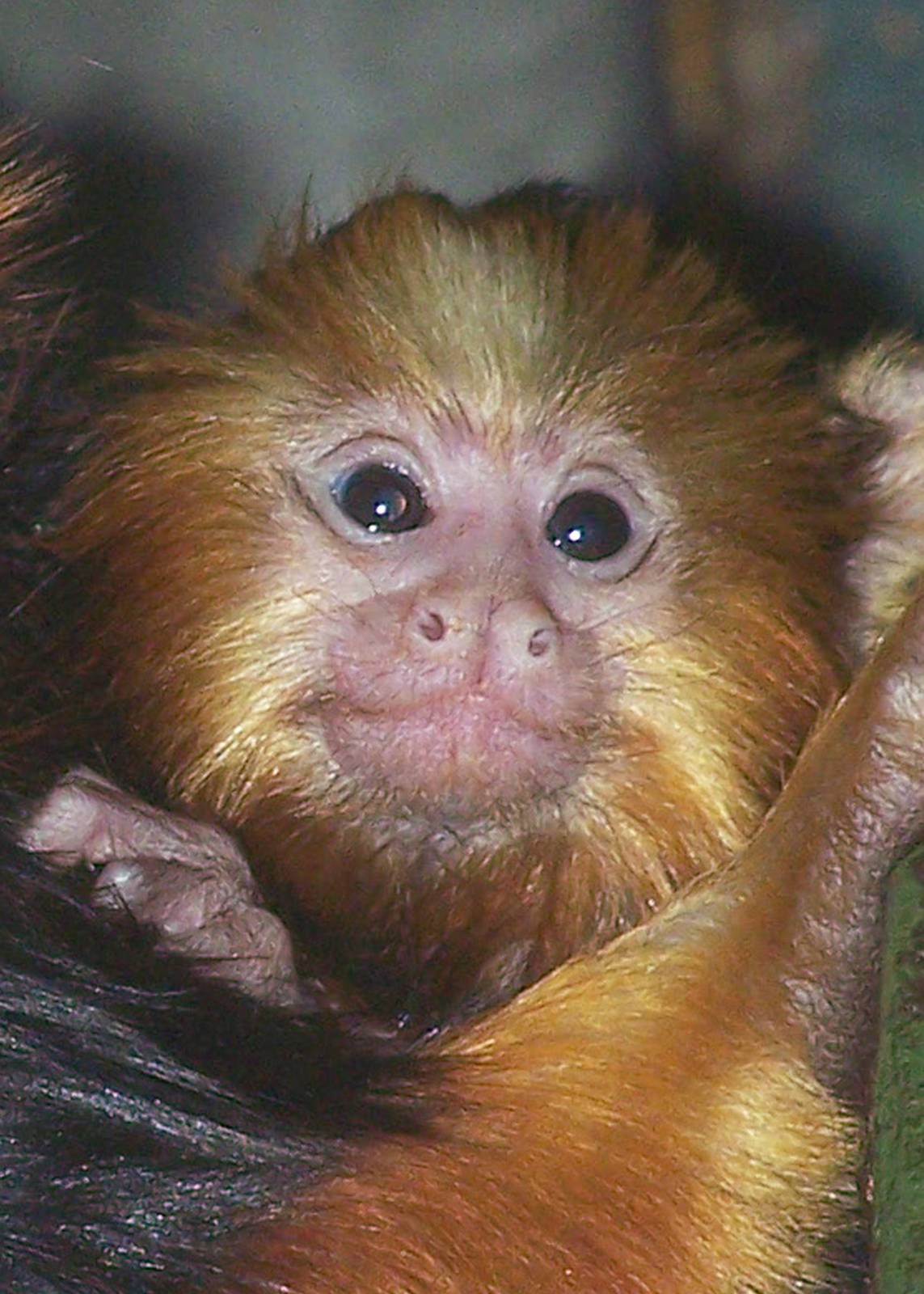 Baby Golden Headed Lion Tamarin