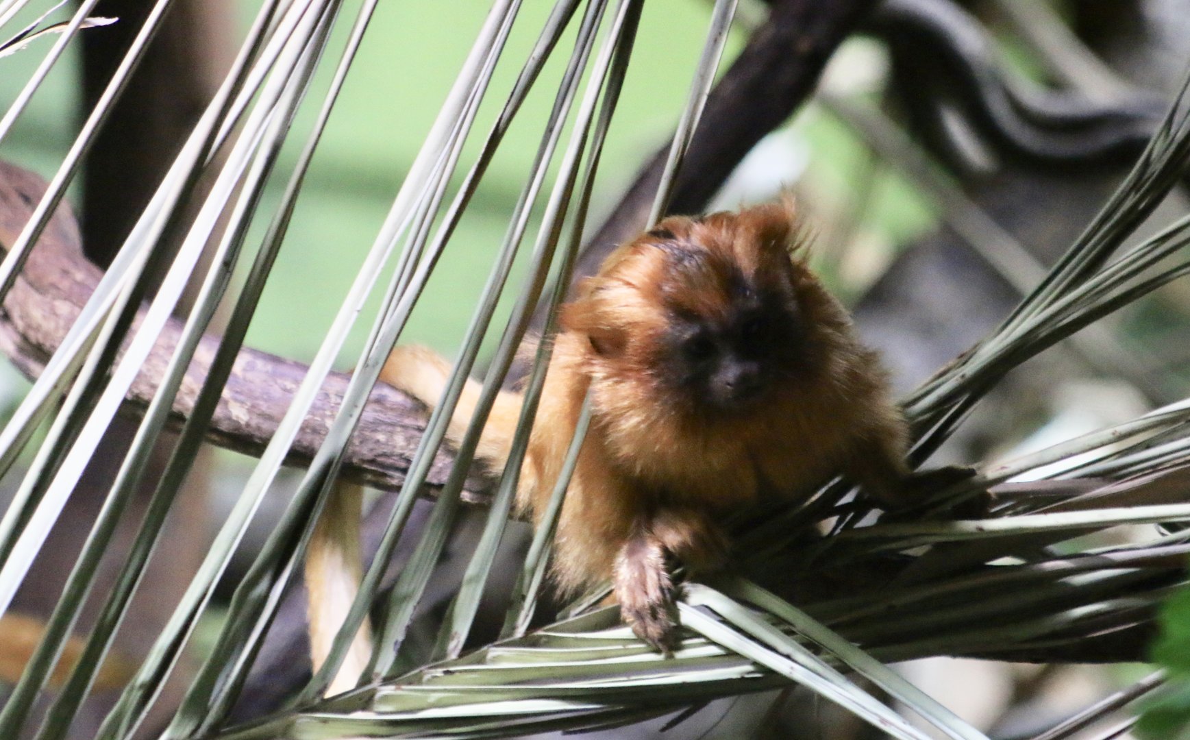 Baby Golden Lion Tamarin