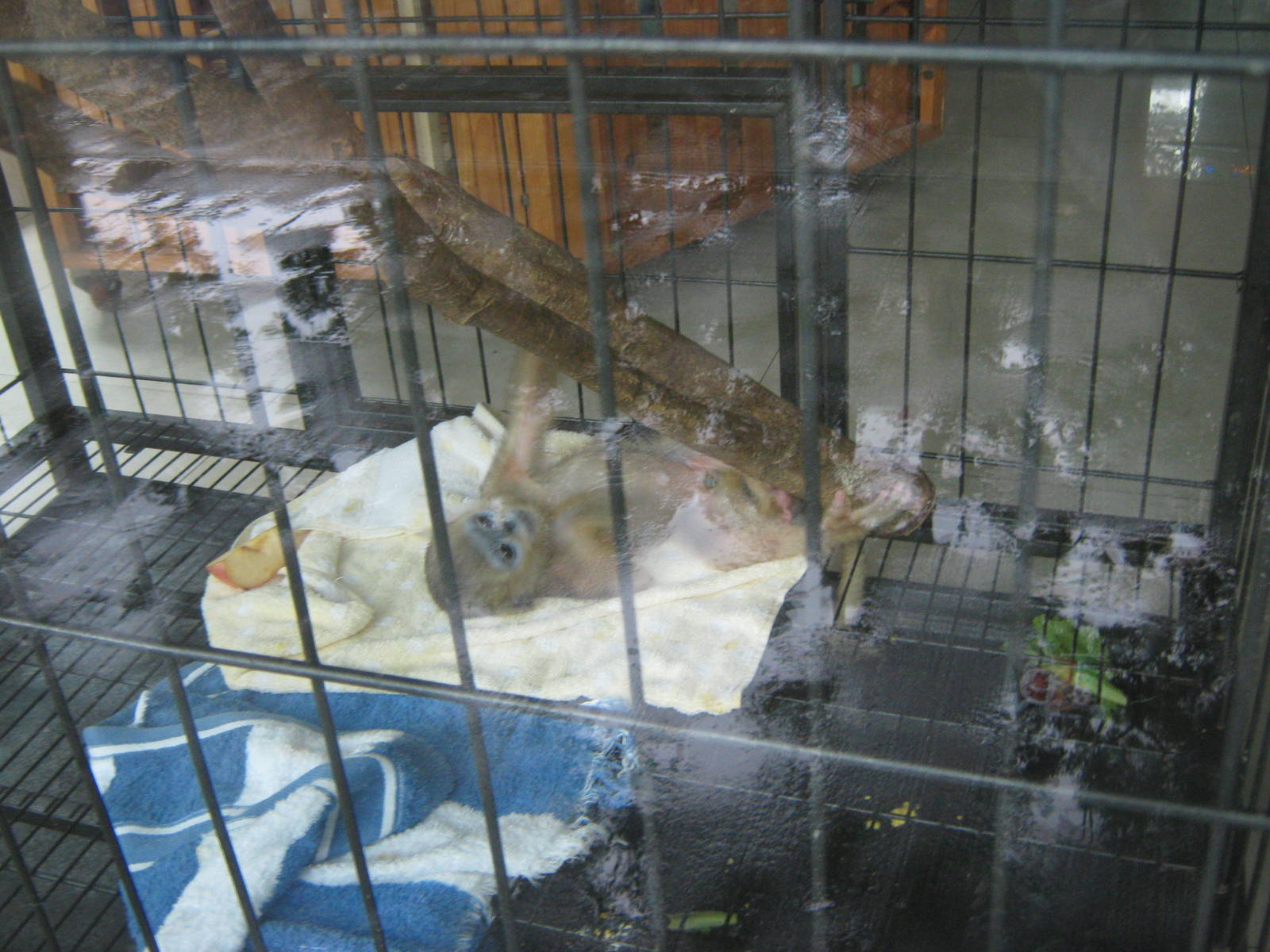 baby golden snub-nosed monkey