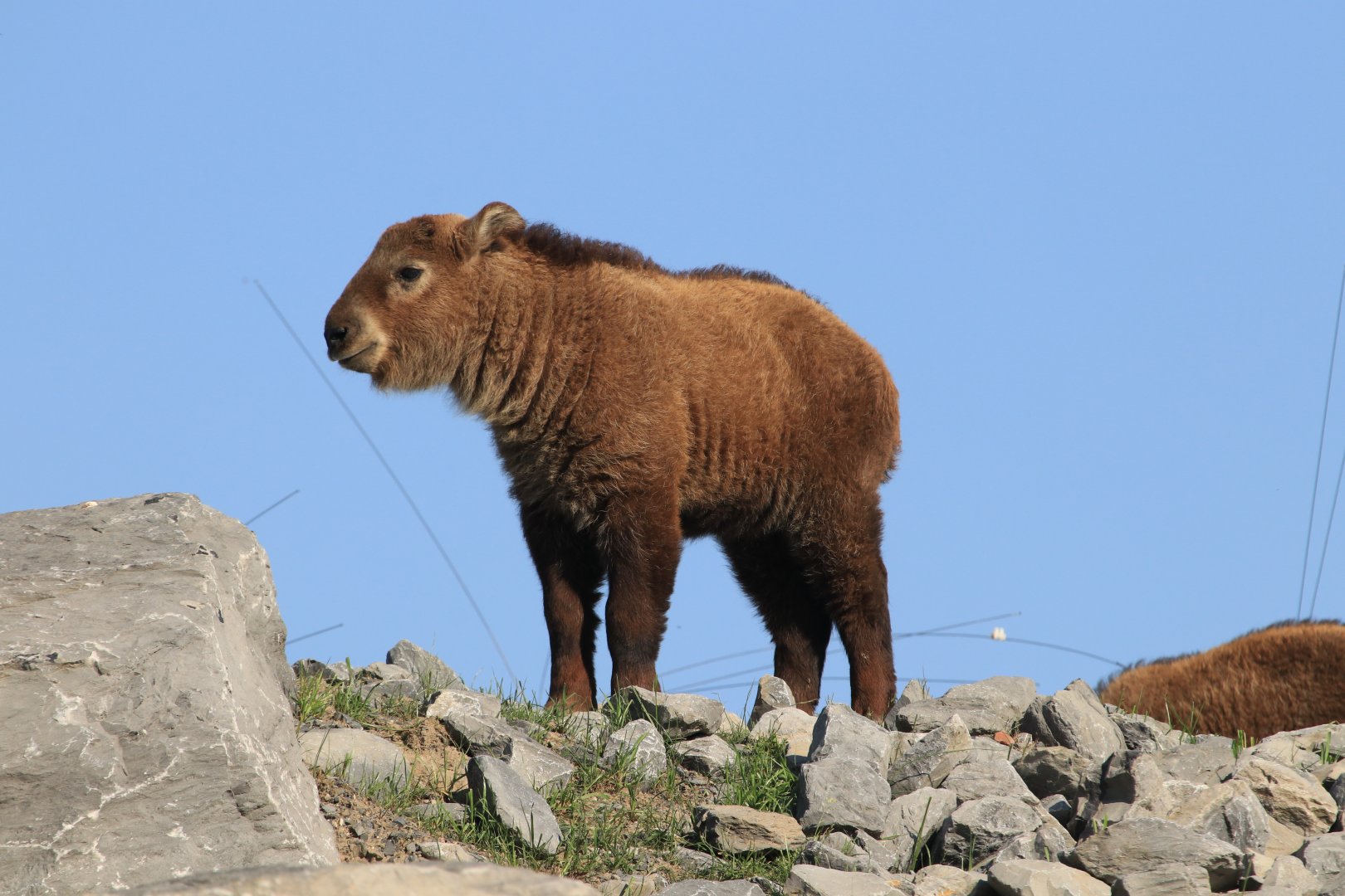 Baby Golden Takin (April 2019)