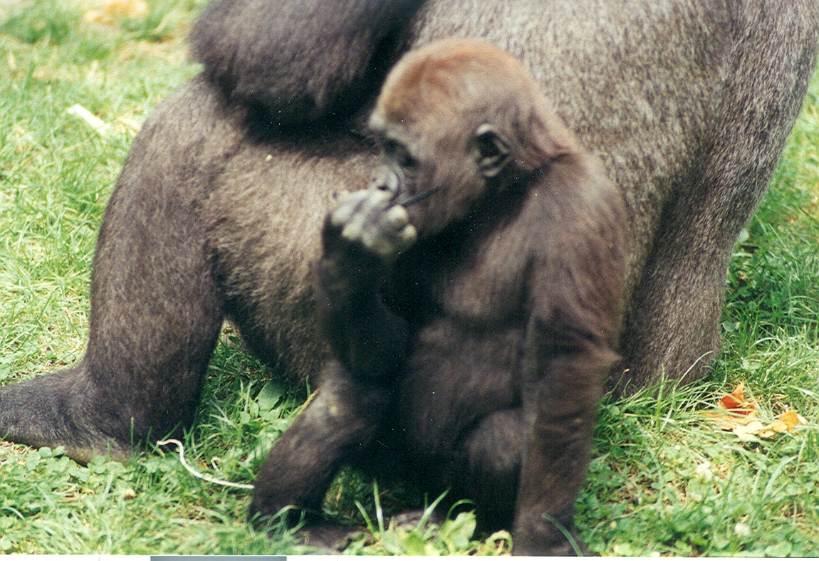 Baby Gorilla - 1999