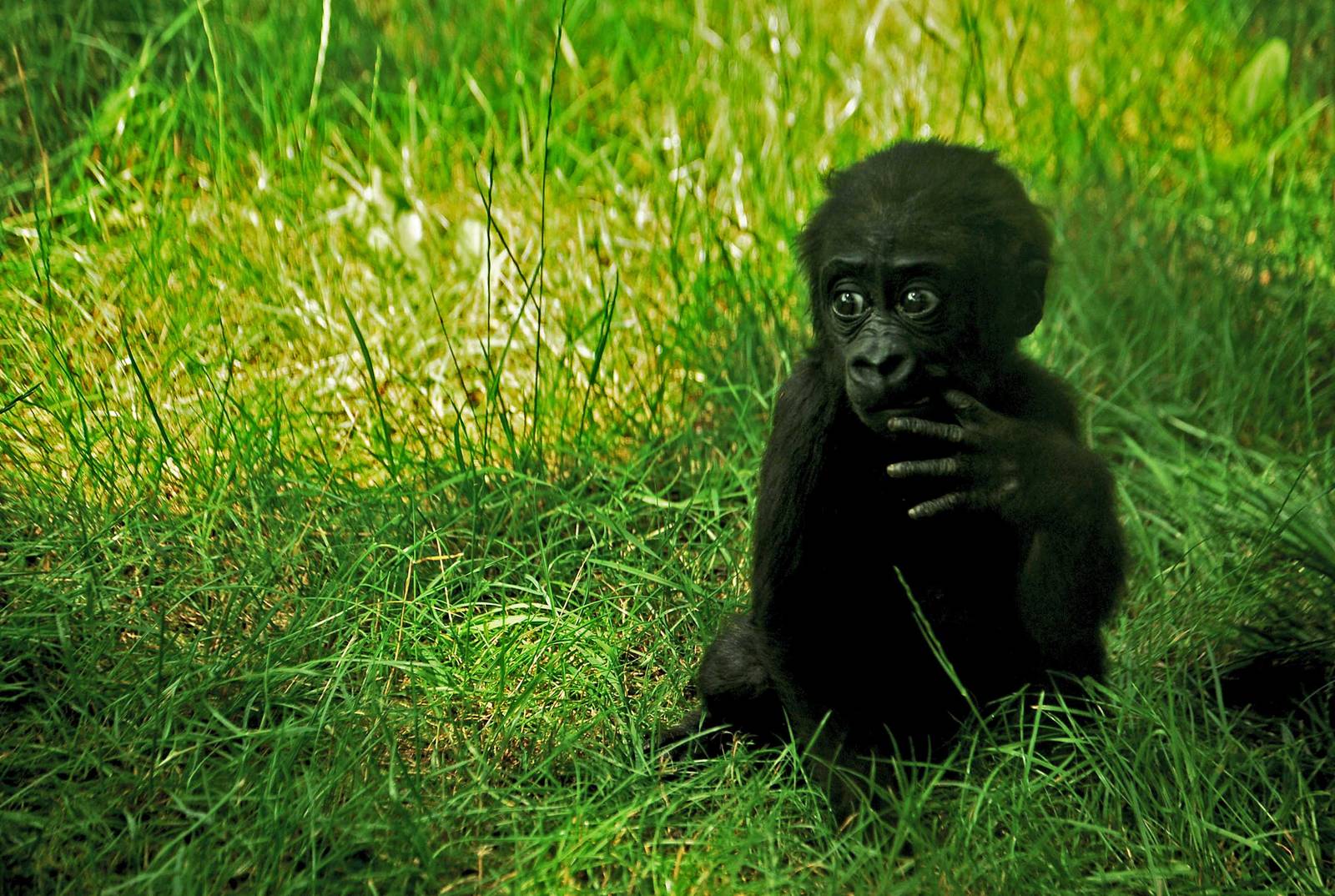 Baby gorilla 28.06.10.