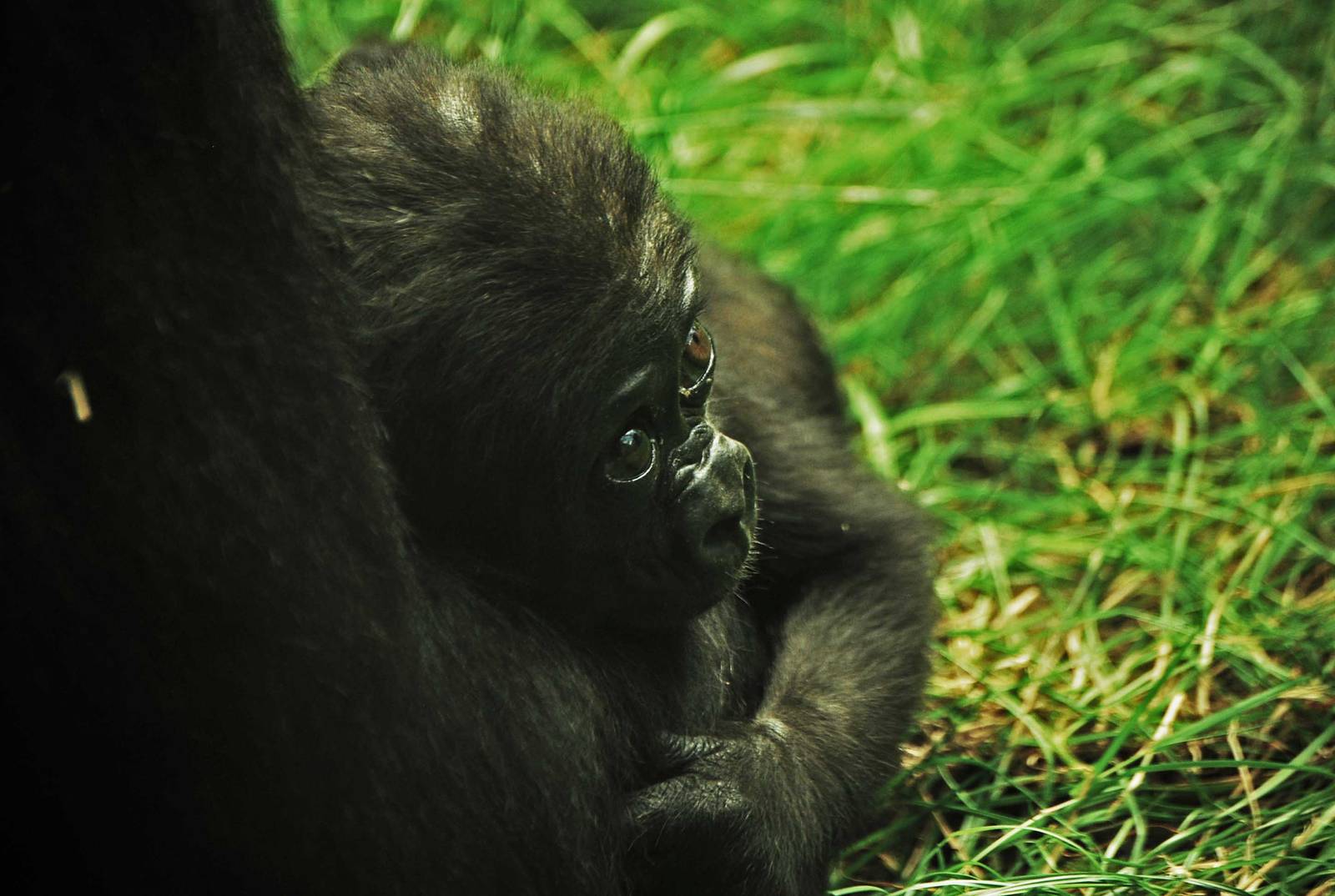 Baby gorilla 28.06.10.