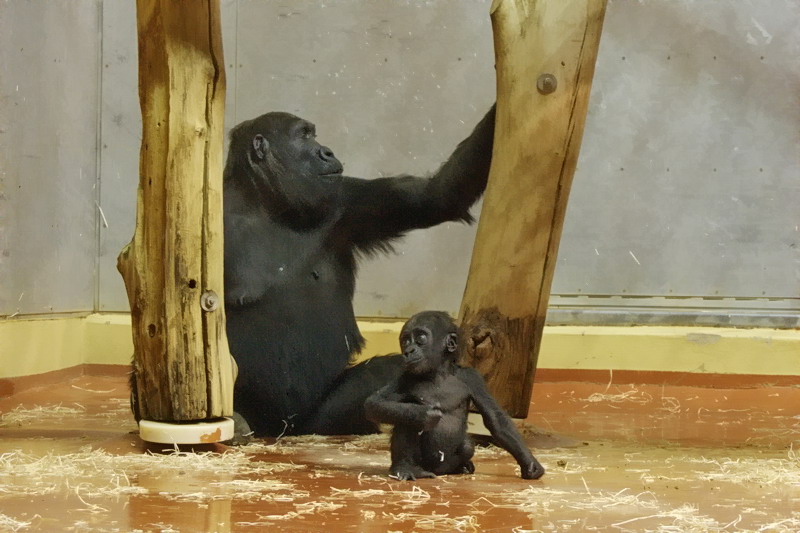 Baby gorilla and his mother