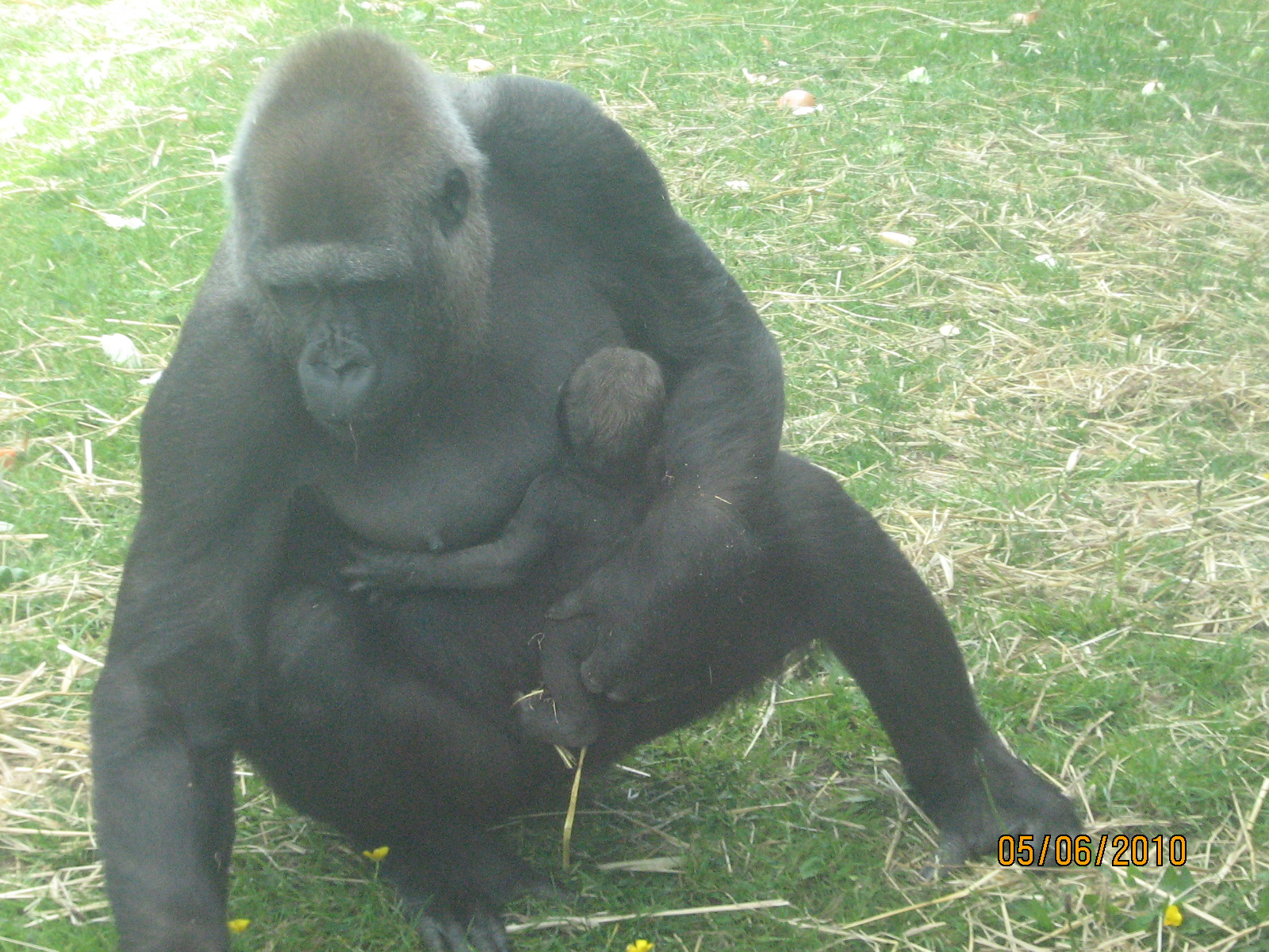 baby gorilla and miliki