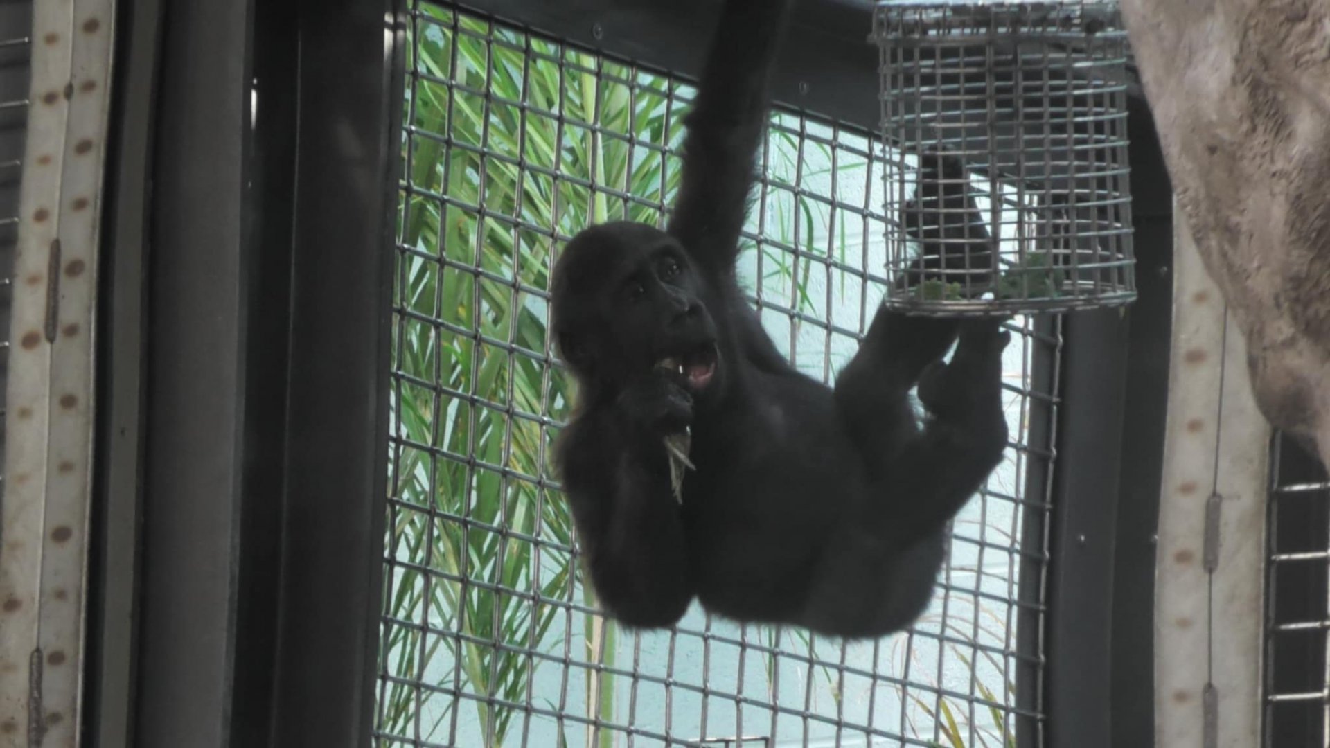 Baby gorilla eating something