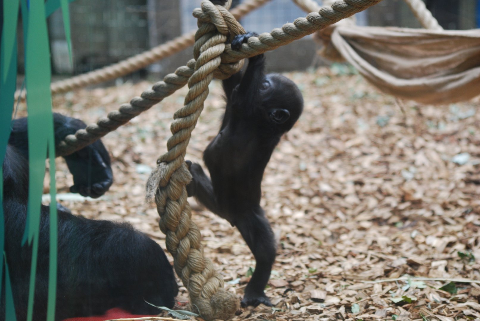 Baby gorilla learning to climb