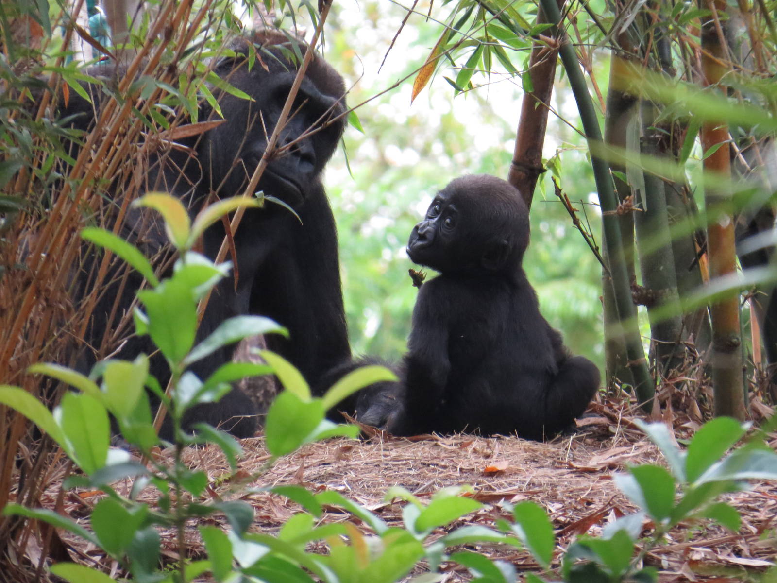Baby gorilla, March 2015