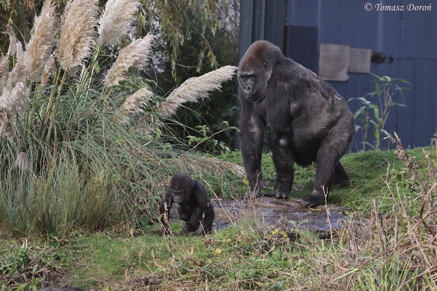 Baby Gorilla "Kukena" with mother