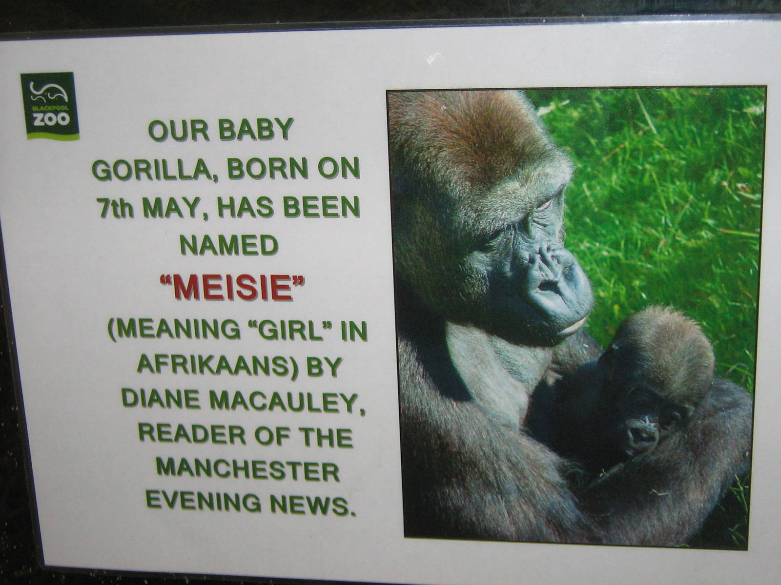 Baby Gorilla Sign.