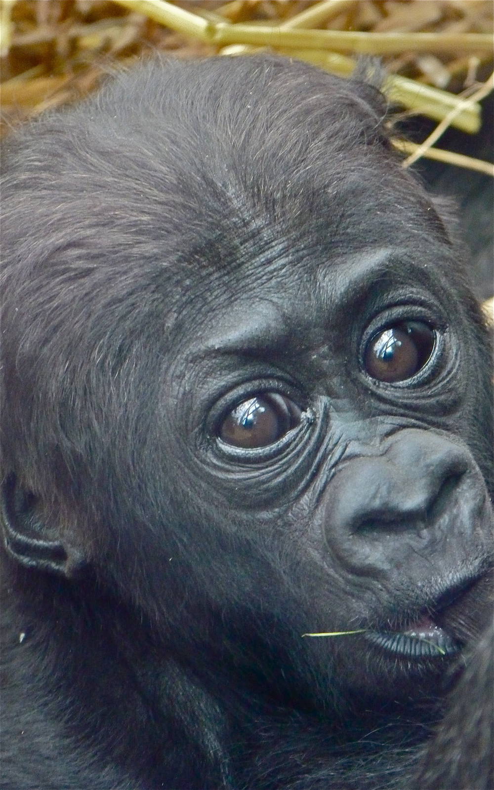 Baby Gorilla Suckling