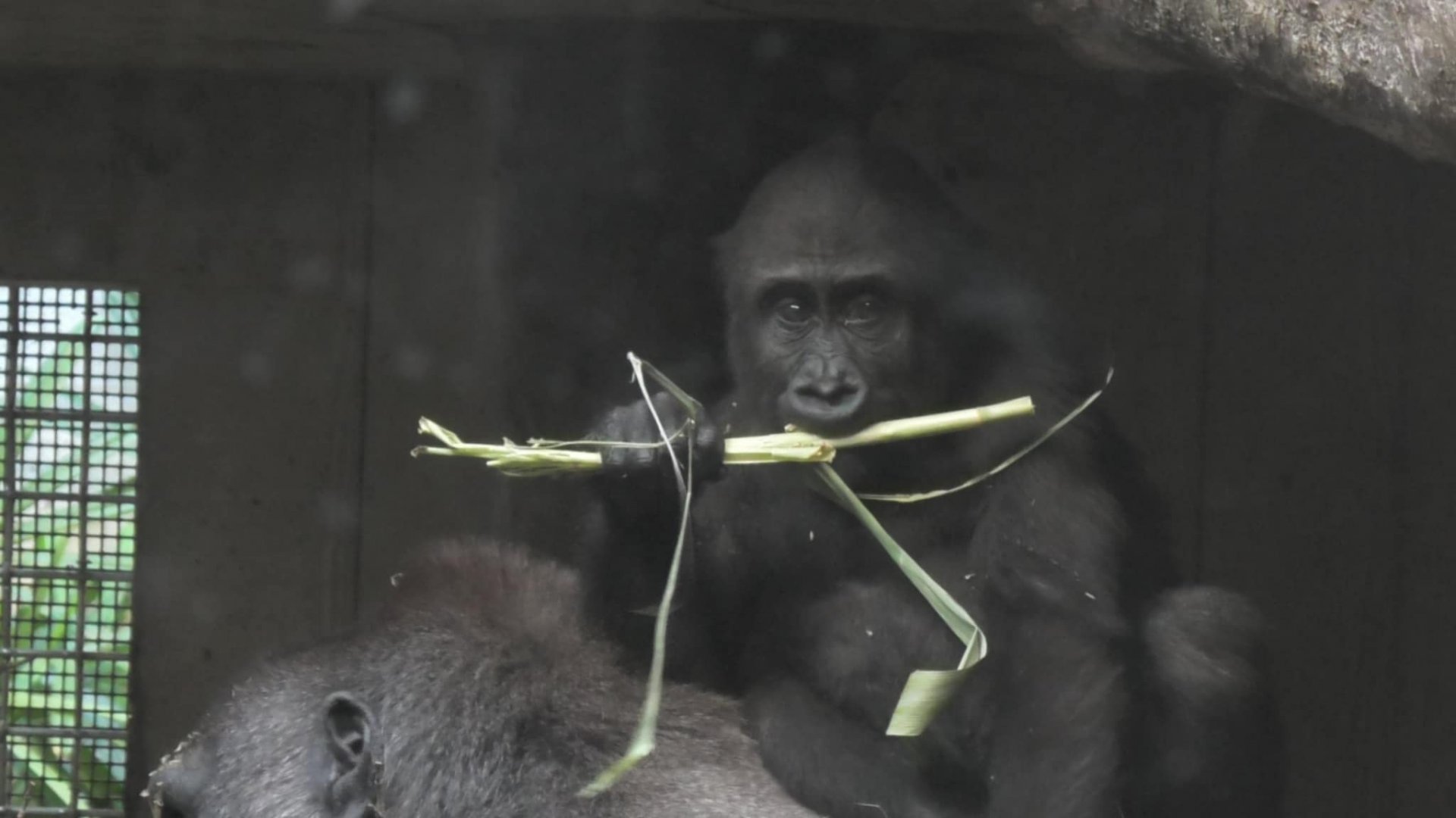 Baby gorilla trys to eat a stick