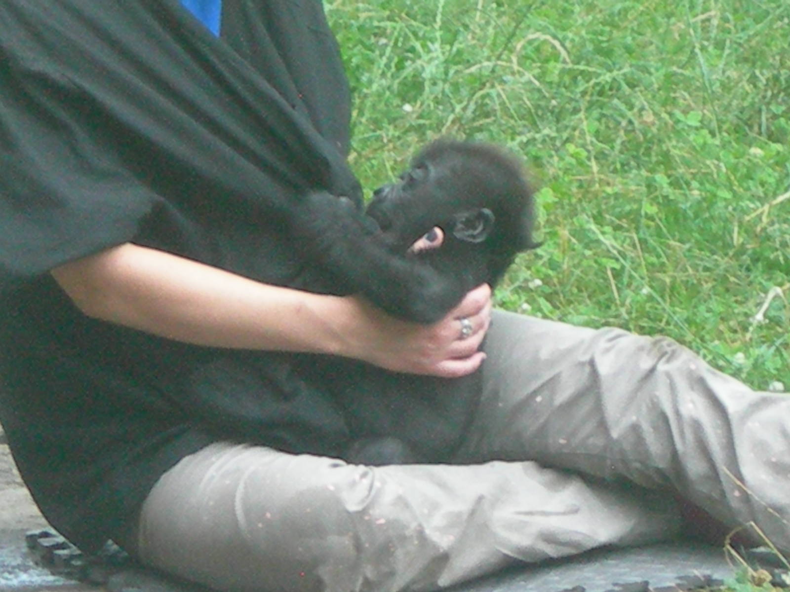 Baby Gorilla with its human mother