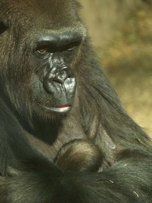 Baby Gorilla - Zoo Barcelona