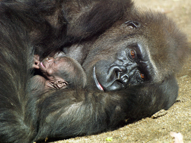 Baby Gorilla - Zoo Barcelona