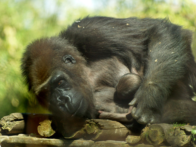 Baby Gorilla - Zoo Barcelona