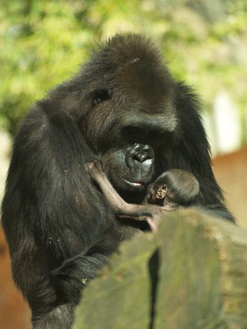 Baby Gorilla - Zoo Barcelona