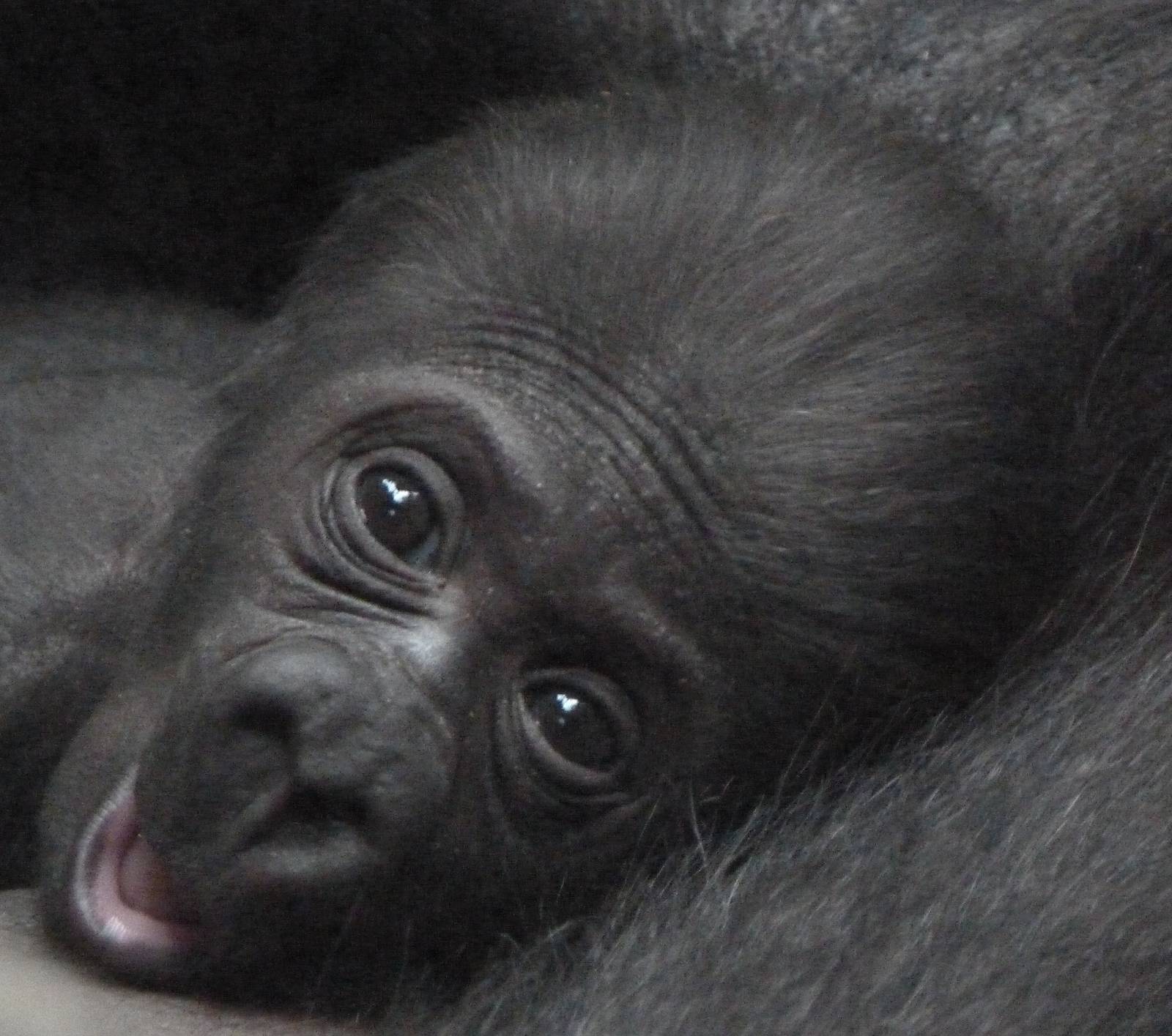 Baby Gorilla